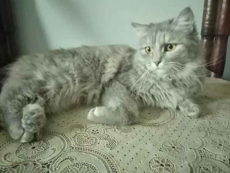 beautiful playful kittens of Persian mother cat Ginger color and black — photo 7