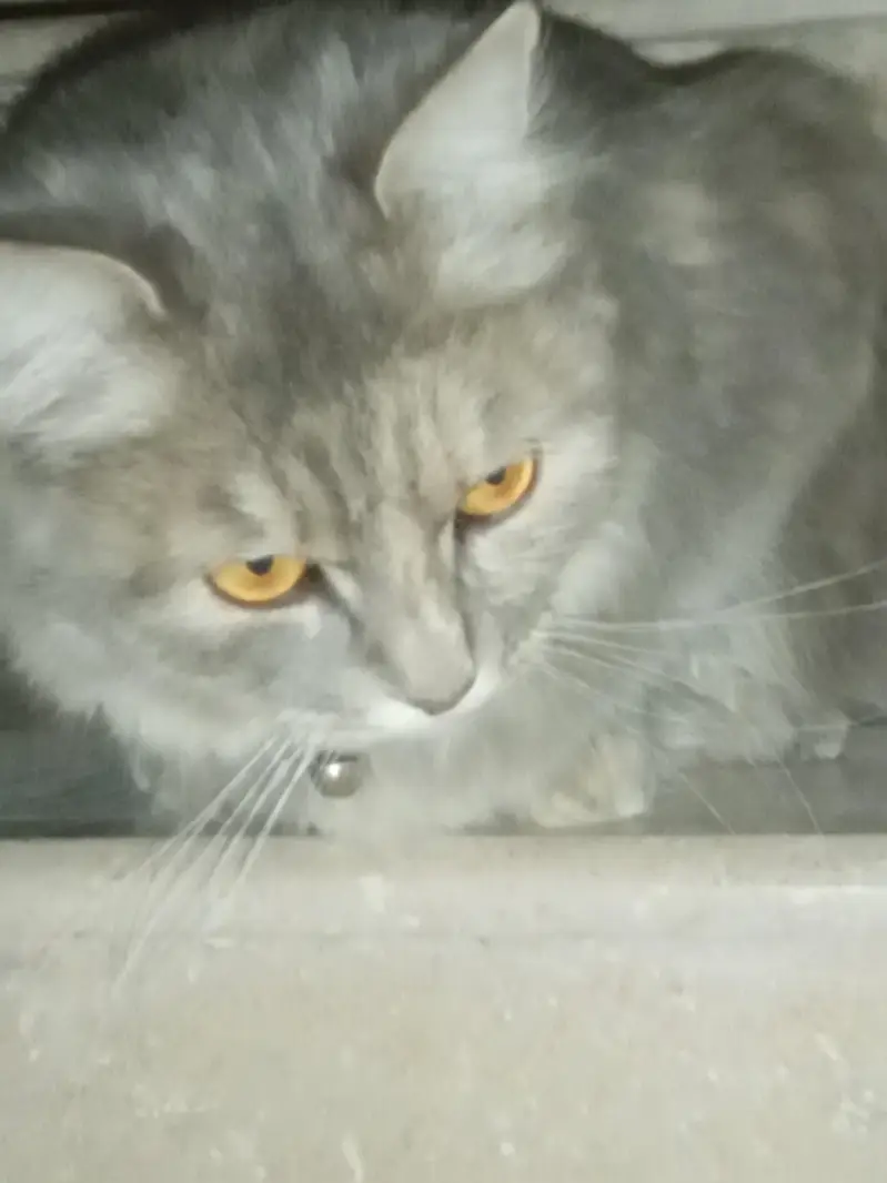 beautiful playful kittens of Persian mother cat Ginger color and black — photo 8