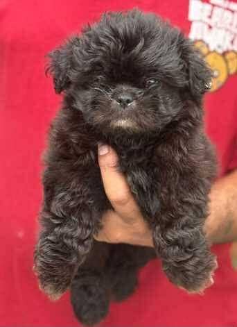shatzu puppy for sale