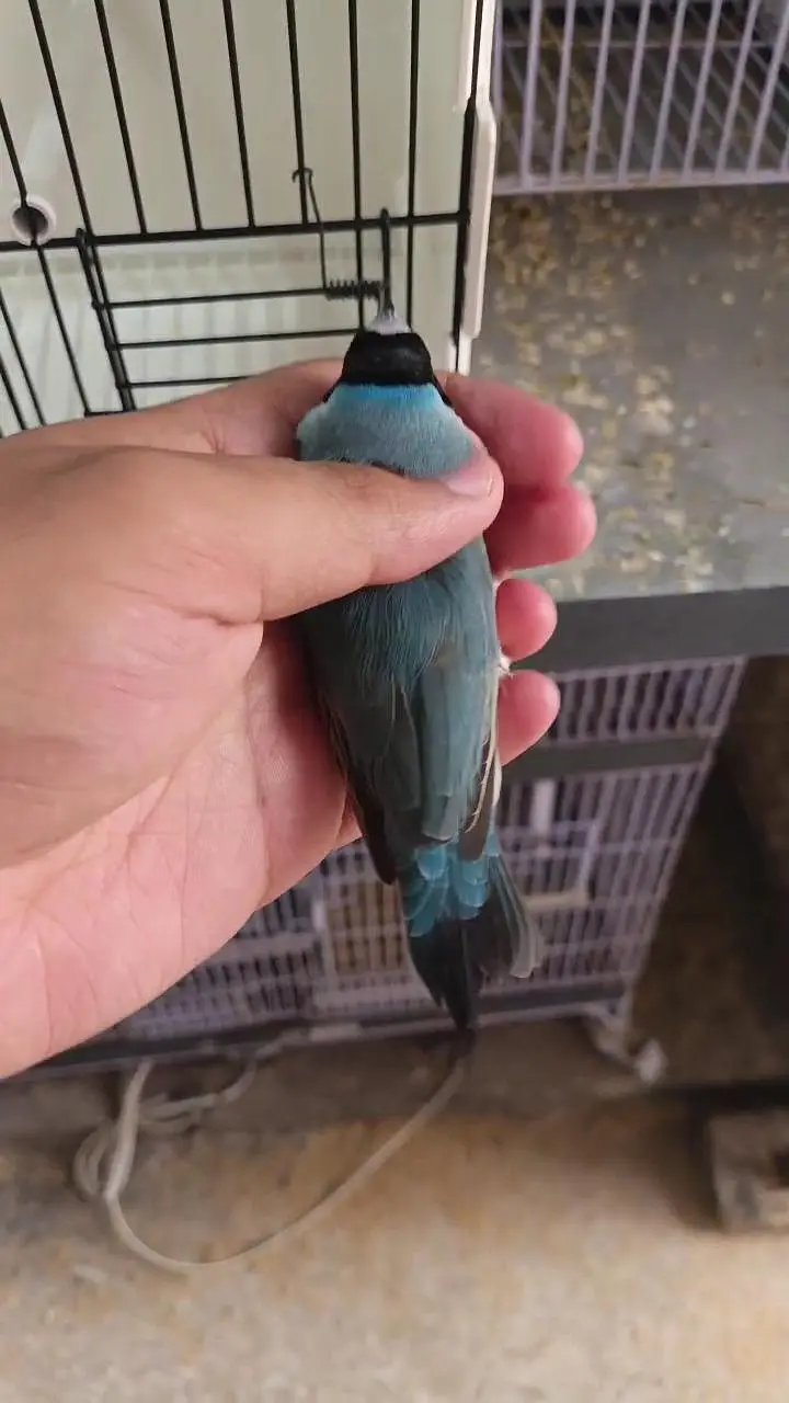 Blue Gouldian Finch Pair — photo 2
