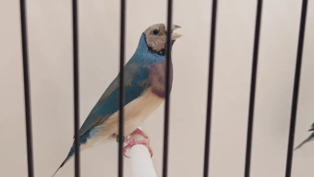 Blue Gouldian Finch Pair — photo 3