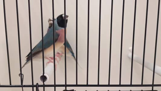 Blue Gouldian Finch Pair
