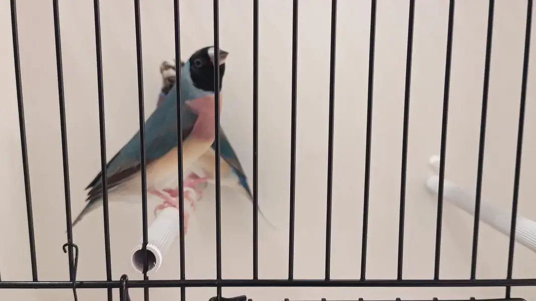 Blue Gouldian Finch Pair