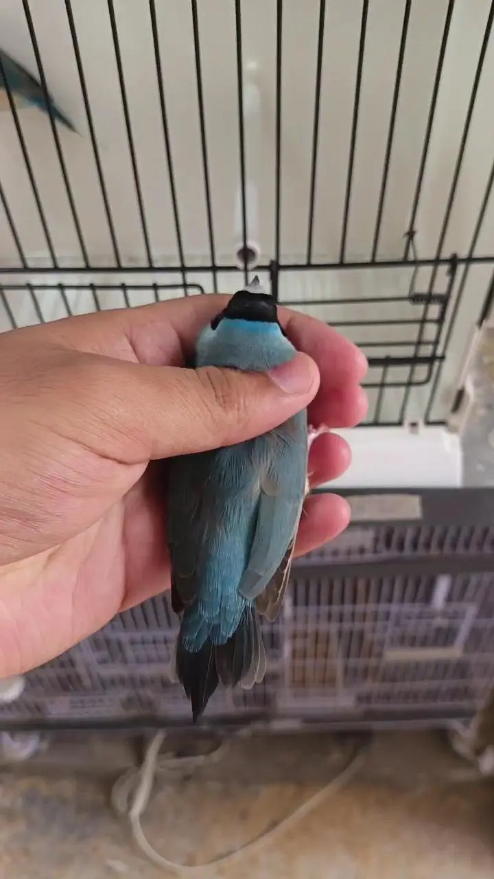 Blue Gouldian Finch Pair — photo 4