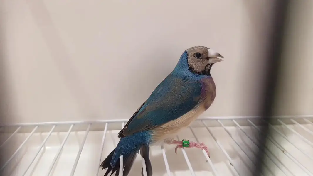 Blue Gouldian Finch Pair — photo 5