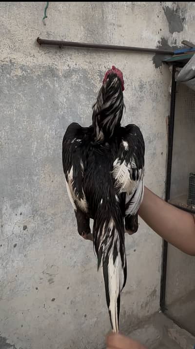 Pure lasani Aseel bird | mushka patha | Aseel |