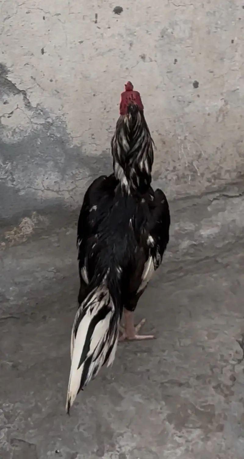 Pure lasani Aseel bird | mushka patha | Aseel | — photo 2