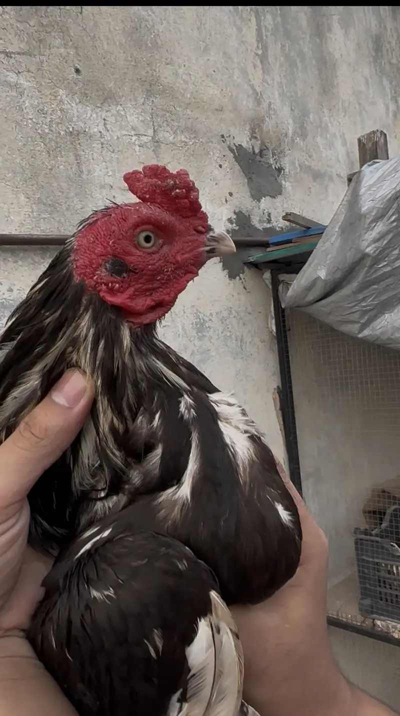 Pure lasani Aseel bird | mushka patha | Aseel | — photo 3