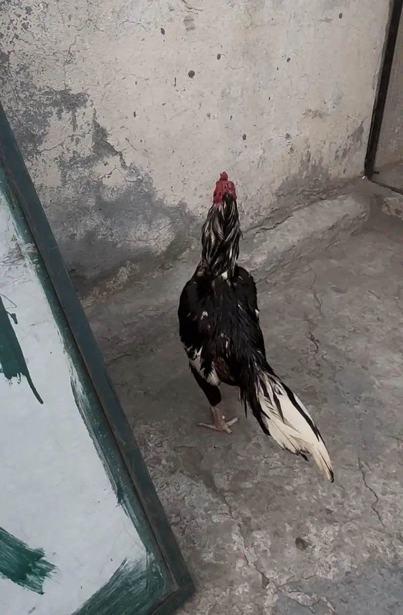 Pure lasani Aseel bird | mushka patha | Aseel | — photo 5
