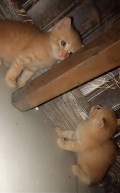 Persian kittens pair