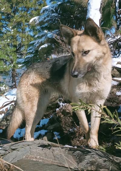 Alsatian female dog for sale