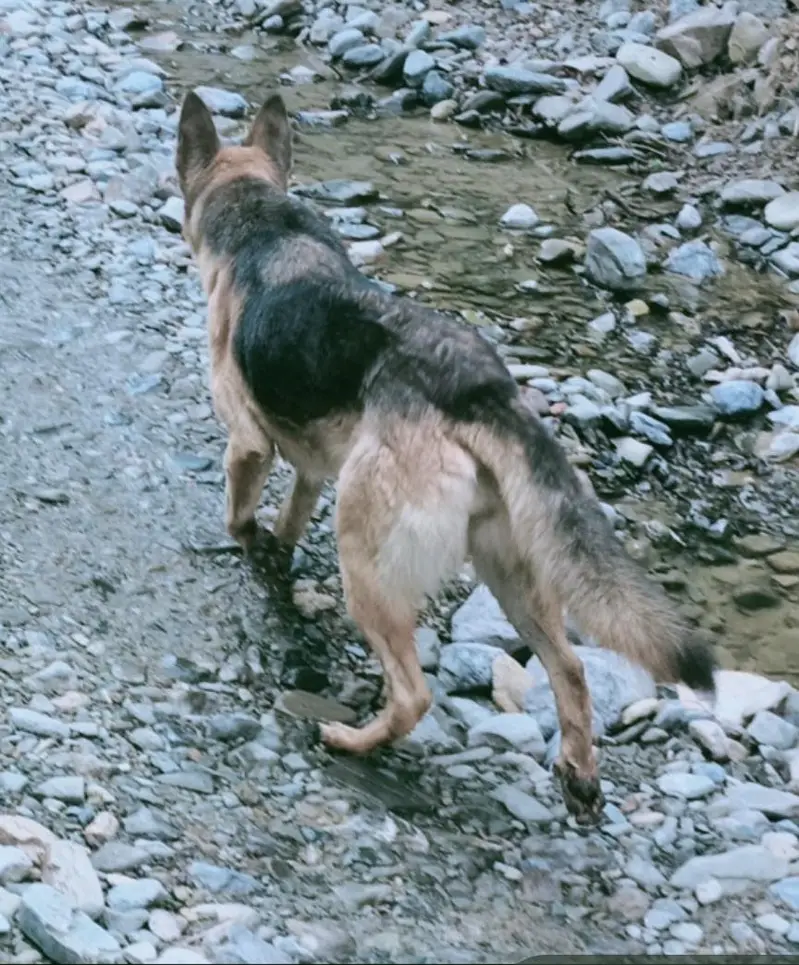 Alsatian female dog for sale — photo 5