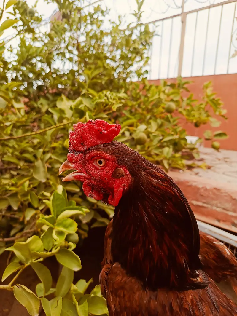 aseel hen — photo 2