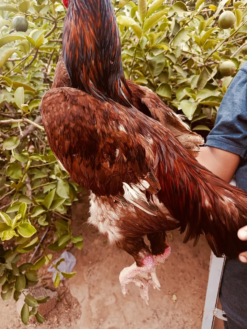 aseel hen — photo 3