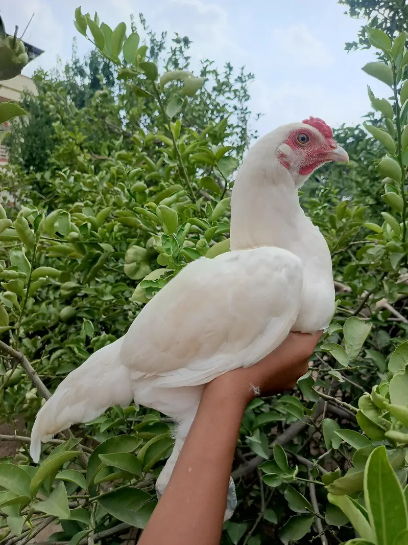 aseel hen — photo 7