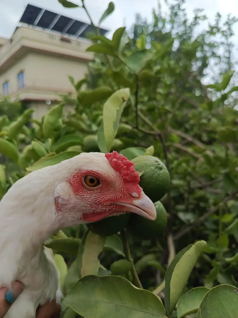 aseel hen — photo 8