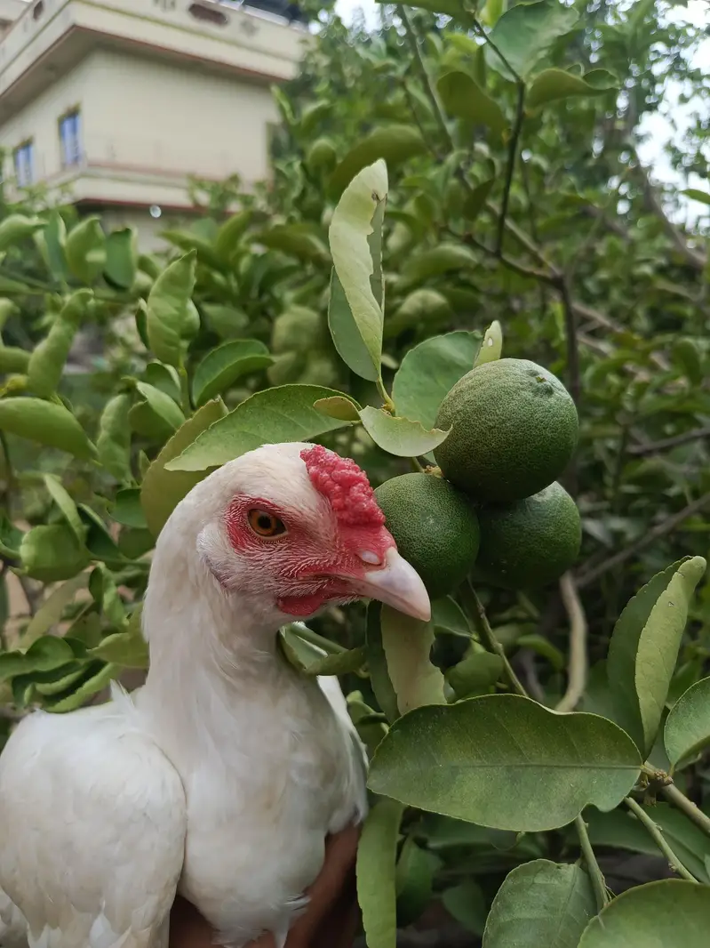 aseel hen — photo 9