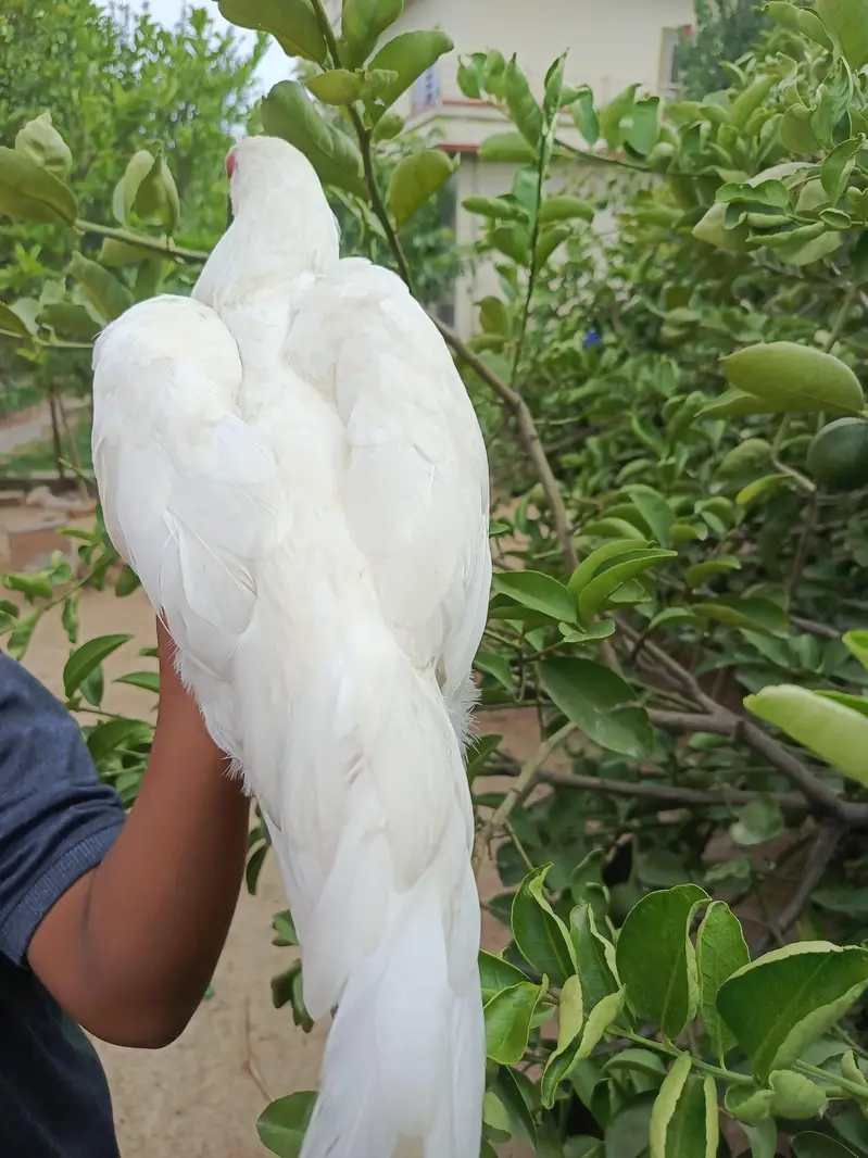 aseel hen — photo 10