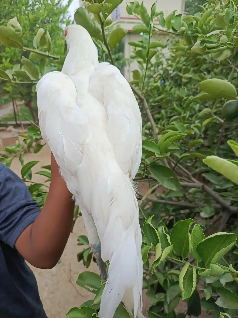 aseel hen — photo 11