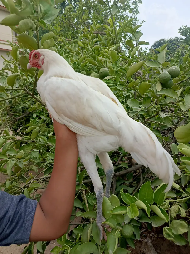 aseel hen — photo 12