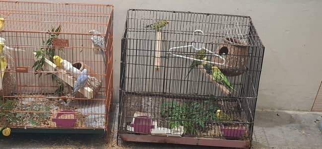 Parrots for Sale – Healthy & Active | Pairs Available with Cages