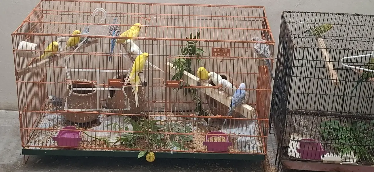Parrots for Sale – Healthy & Active | Pairs Available with Cages — photo 2