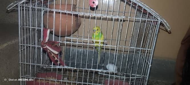 beautiful parrot pair