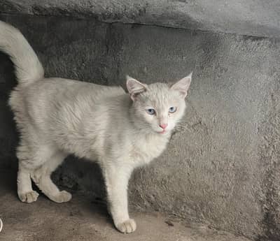 Turkish Angora