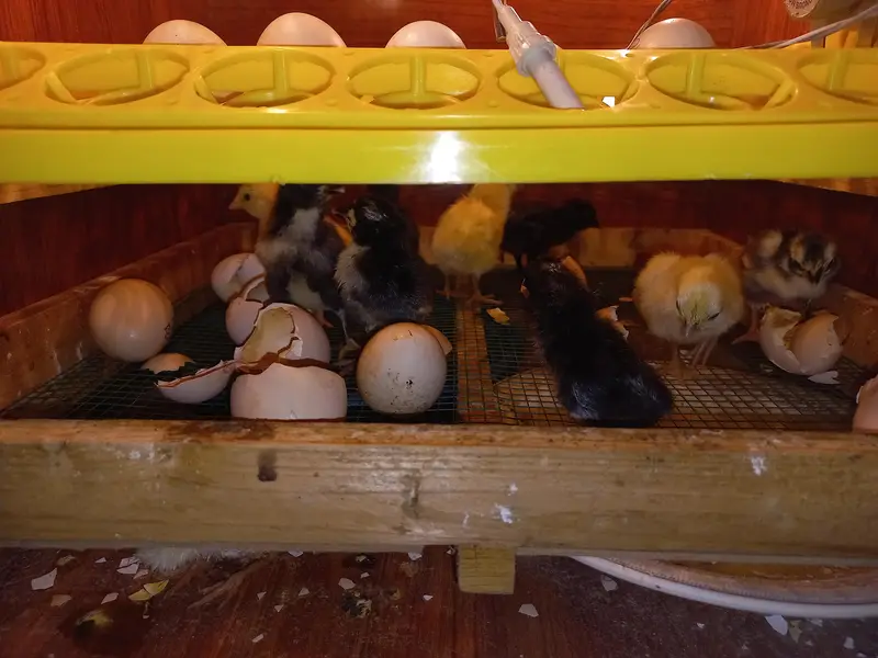 incubator full automatic 03454196103 — photo 2