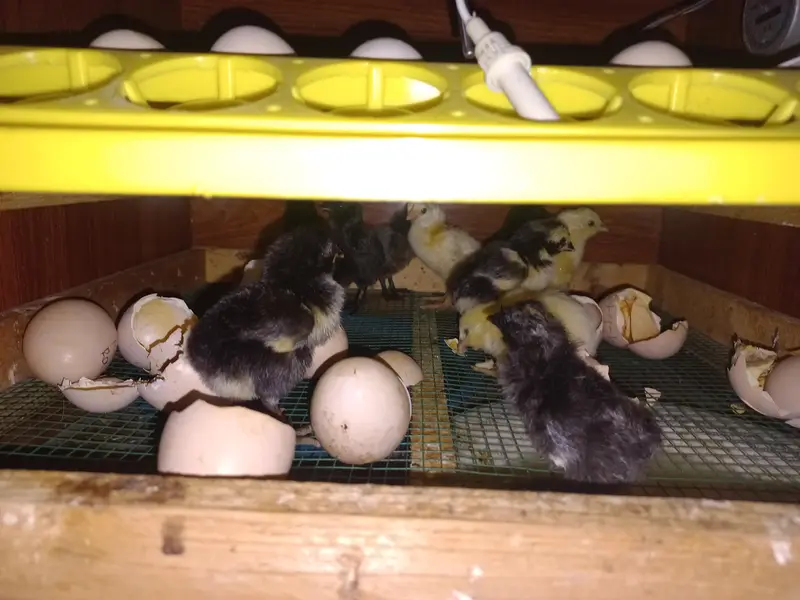 incubator full automatic 03454196103 — photo 3