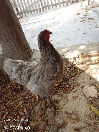 Brahma available for sale