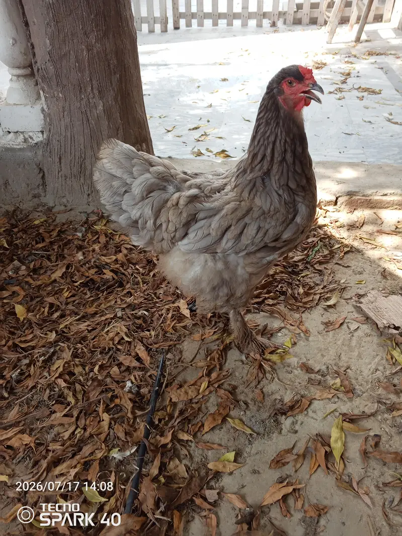 Brahma available for sale — photo 2