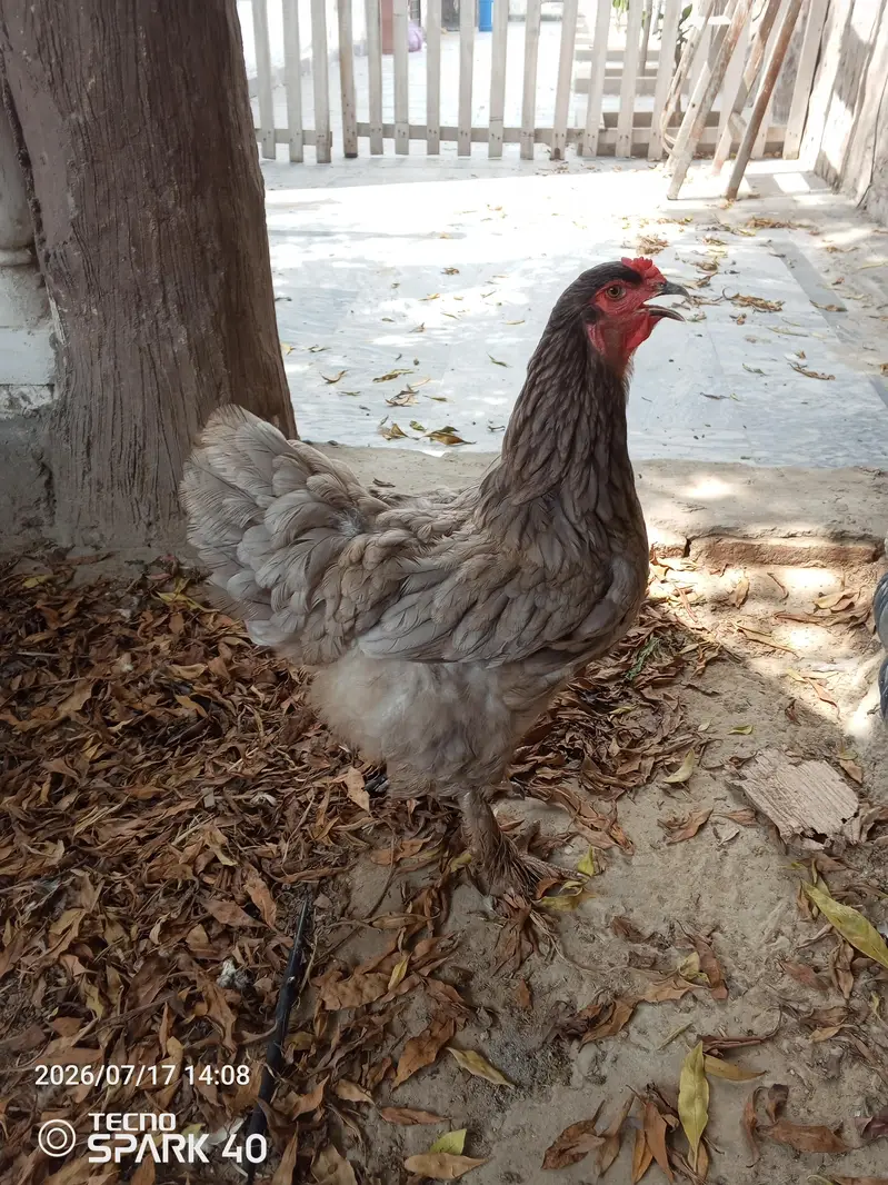 Brahma available for sale — photo 3
