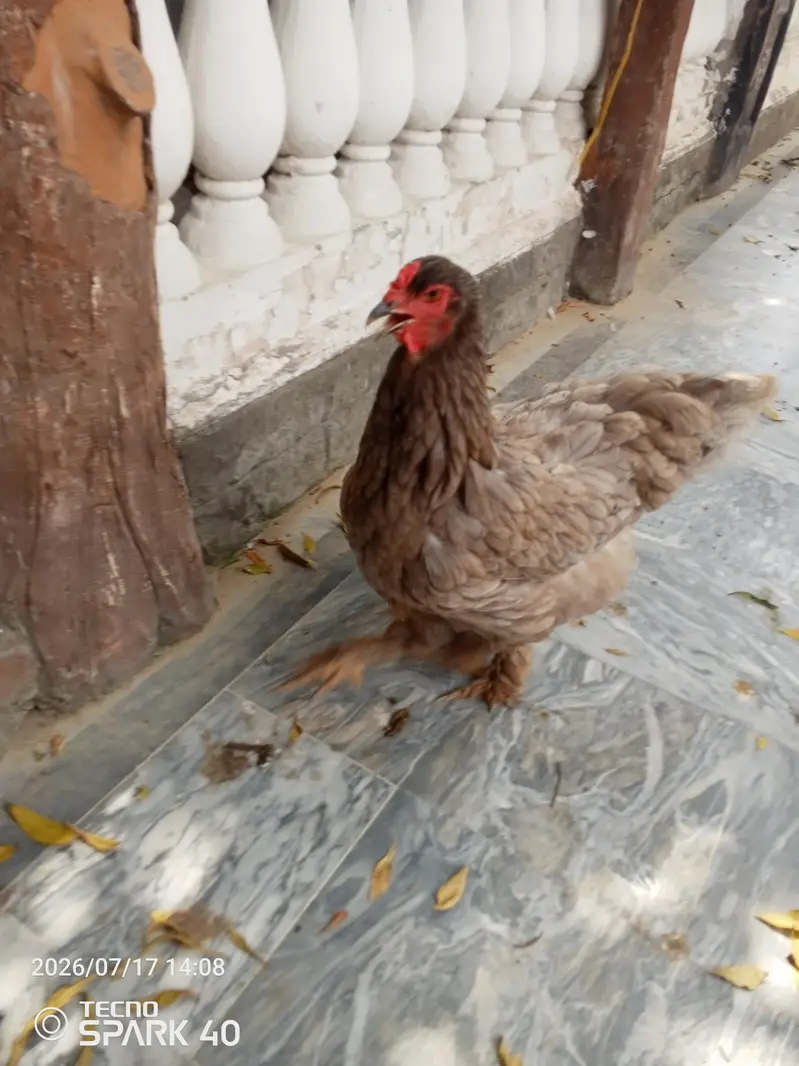 Brahma available for sale — photo 4