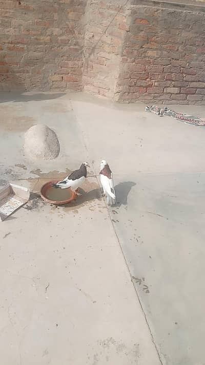 ghubara breeder pair for sale in responsible price 6500