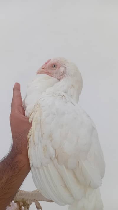 Heera Aseel Female For Sale