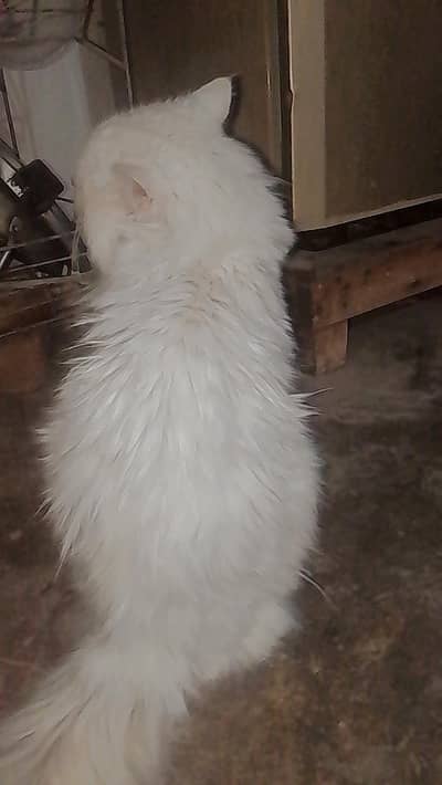 looking for a Persian female cat