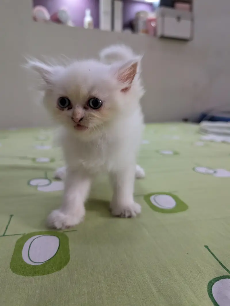 White Persian Kitten — photo 2