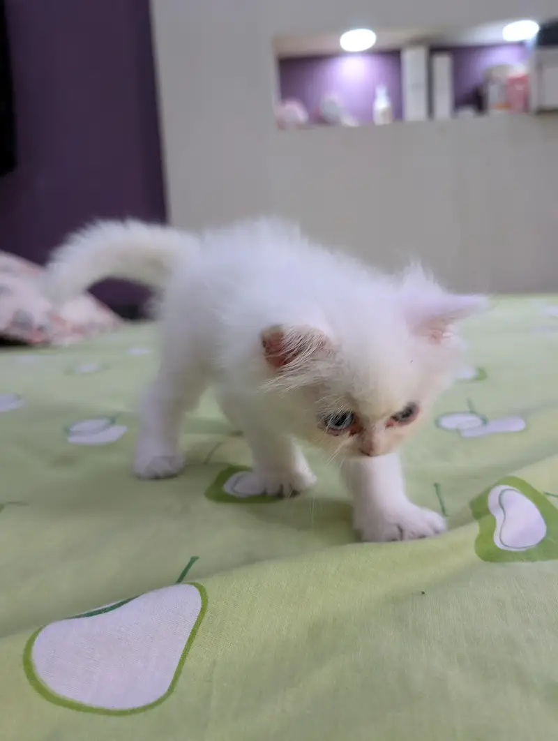 White Persian Kitten — photo 3