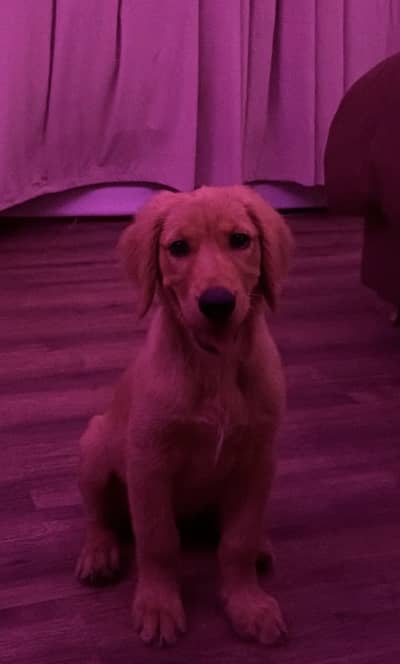 GOLDEN RETRIEVER