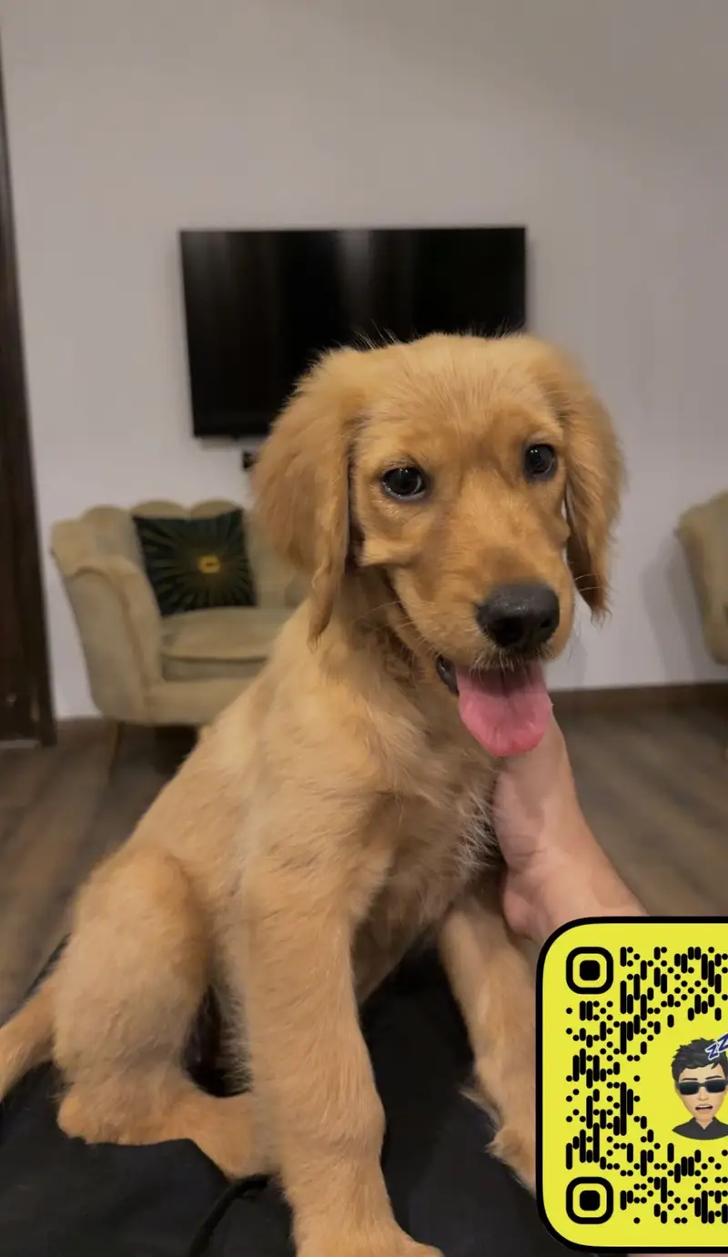 GOLDEN RETRIEVER — photo 2