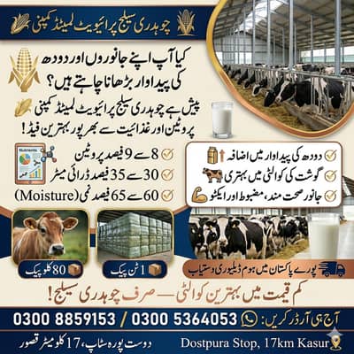 silage, corn silage, silage delivery all pakistan چوہدری سائیلج