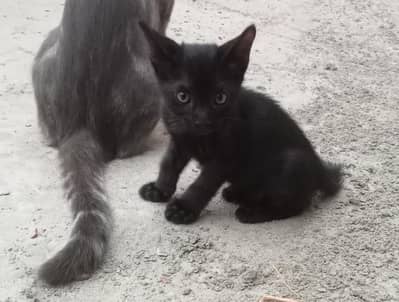 black and white kittens for sale