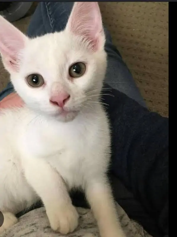 black and white kittens for sale — photo 2