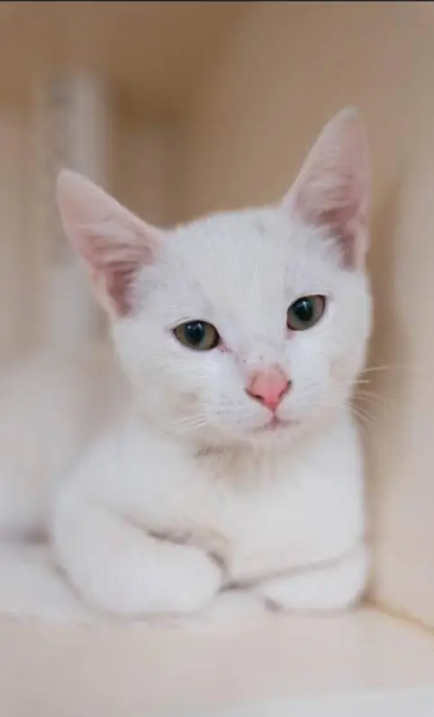 black and white kittens for sale — photo 3