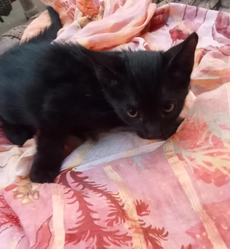 black and white kittens for sale — photo 4