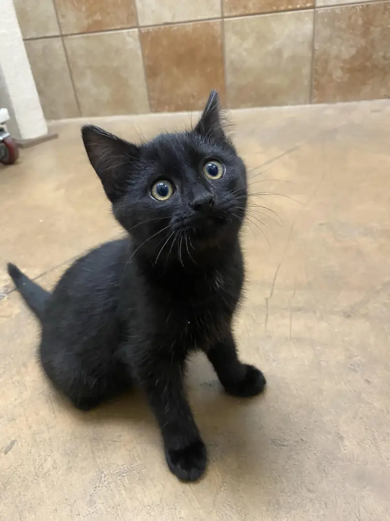 black and white kittens for sale — photo 5