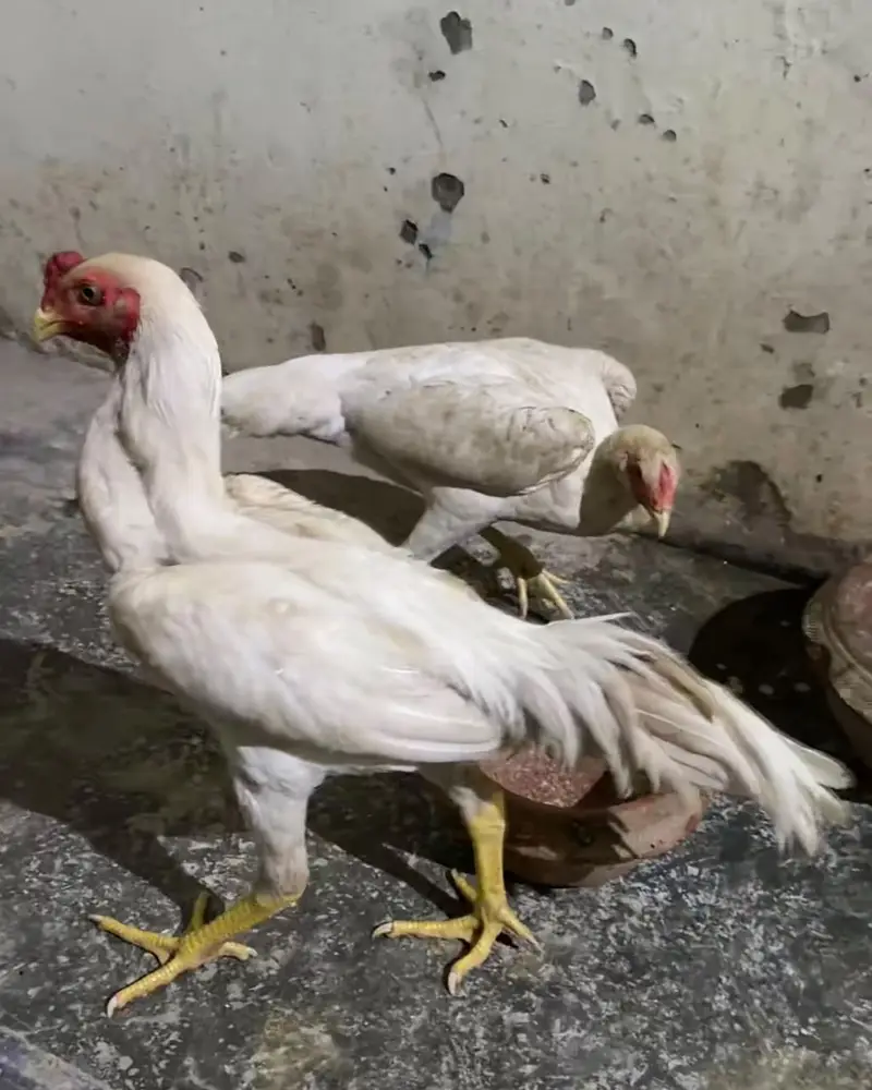 Pure White German Shamo | Shamo Murgha | Shamo Chick |Asil Shamo| مرغ — photo 3