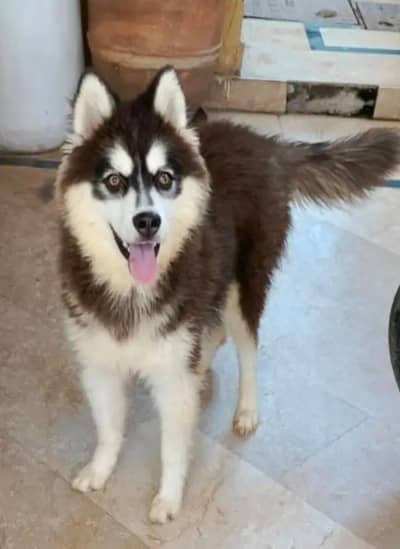Siberian husky male