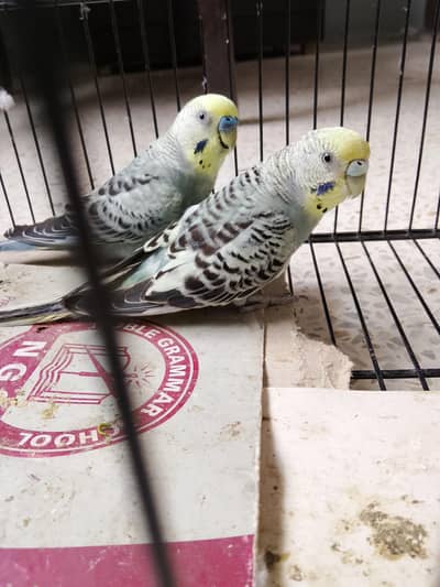 BUDGIES BAJRI